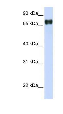Western Blot PLEKHA4 Antibody - BSA Free