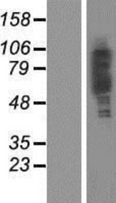 Western Blot: PLEKHA4 Overexpression Lysate (Adult Normal) [NBP2-06590] Left-Empty vector transfected control cell lysate (HEK293 cell lysate); Right -Over-expression Lysate for PLEKHA4.