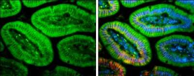 Immunohistochemistry-Paraffin: PLEKHA7 Antibody [NBP3-12994] - PLEKHA7 antibody detects PLEKHA7 protein expression by immunohistochemical analysis. Sample: Paraffin-Embedded mouse colon. Green: PLEKHA7 stained by PLEKHA7 antibody (NBP3-12994) diluted at 1:1000. Red: E-Cadherin, stained byE-Cadherin antibody [GT477] (NBP2-42837) diluted at 1:250. Blue: Fluoroshield with DAPI. Antigen Retrieval: Citrate buffer, pH 6.0, 15 min