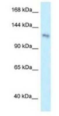 Western Blot: PLEKHA7 Antibody [NBP1-79526] - HepG2 cell lysate 0.2-1 ug/ml