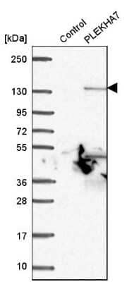 Western Blot: PLEKHA7 Antibody [NBP1-85045] - Analysis in control (vector only transfected HEK293T lysate) and PLEKHA7 over-expression lysate (Co-expressed with a C-terminal myc-DDK tag (3.1 kDa) in mammalian HEK293T cells).