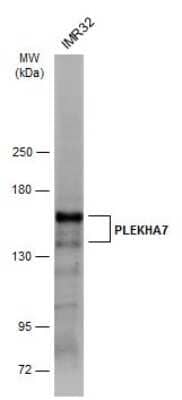 Western Blot: PLEKHA7 Antibody [NBP3-12994] - Whole cell extract (30 ug) was separated by 5% SDS-PAGE, and the membrane was blotted with PLEKHA7 antibody (NBP3-12994) diluted at 1:500. The HRP-conjugated anti-rabbit IgG antibody (NBP2-19301) was used to detect the primary antibody.