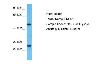 Western Blot PLEKHB1/PHR1 Antibody - BSA Free