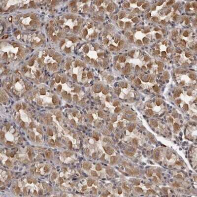 Immunohistochemistry-Paraffin: PLEKHF2 Antibody [NBP1-82265] - Staining of human stomach shows moderate cytoplasmic positivity in glandular cells.