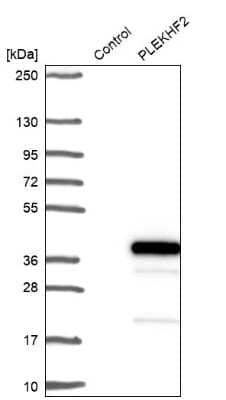 Western Blot PLEKHF2 Antibody - BSA Free