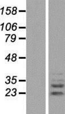 Western Blot: PLEKHF2 Overexpression Lysate (Adult Normal) [NBP2-06314] Left-Empty vector transfected control cell lysate (HEK293 cell lysate); Right -Over-expression Lysate for PLEKHF2.