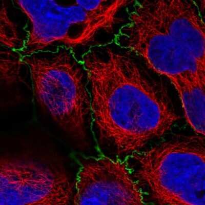 Immunocytochemistry/Immunofluorescence: PLEKHG6 Antibody [NBP2-55380] - Staining of human cell line CACO-2 shows localization to cell junctions.
