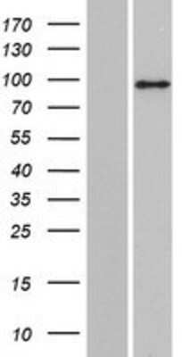 Western Blot: PLEKHG6 Overexpression Lysate (Adult Normal) [NBP2-09709] Left-Empty vector transfected control cell lysate (HEK293 cell lysate); Right -Over-expression Lysate for PLEKHG6.