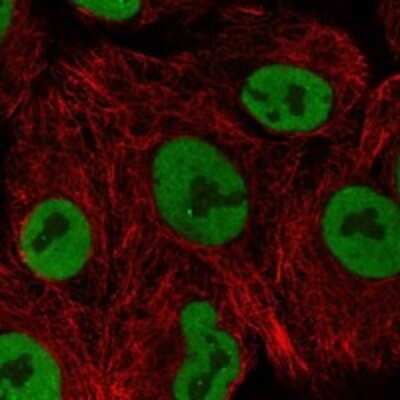 Immunocytochemistry/ Immunofluorescence PLEKHG7 Antibody - BSA Free