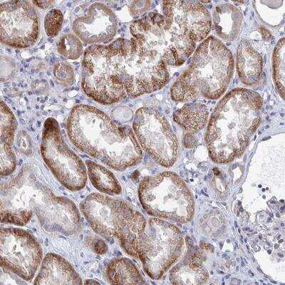 Immunohistochemistry-Paraffin: PLEKHG7 Antibody [NBP2-32558] - Staining of human kidney shows strong cytoplasmic positivity in cells in tubules.