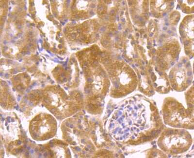Immunohistochemistry-Paraffin: PLEKHH1 Antibody (3-E11) [NBP2-75622] - Analysis of paraffin-embedded mouse kidney tissue using anti-PLEKHH1 antibody. Counter stained with hematoxylin.