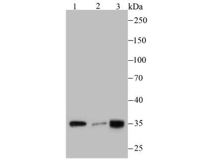 Western Blot: PLEKHH1 Antibody (3-E11) [NBP2-75622] - Analysis of PLEKHH1 on different cell lysates using anti-PLEKHH1 antibody at 1/100 dilution.Positive control:Lane 1: MCF-7       Lane 2: A431Lane 3: SH-SY5Y