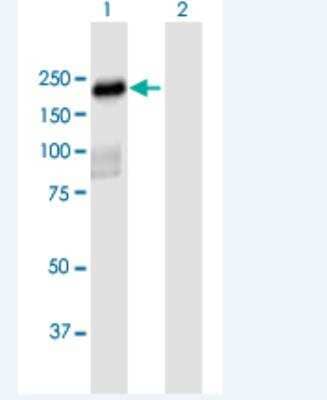 Western Blot: PLEKHH2 Antibody [H00130271-B01P-50ug] -  Analysis of PLEKHH2 expression in transfected 293T cell line  by PLEKHH2 MaxPab polyclonal antibody.  Lane 1: PLEKHH2 transfected lysate(164.23 KDa).Lane 2: Non-transfected lysate.