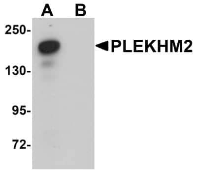 Western Blot PLEKHM2 Antibody - BSA Free