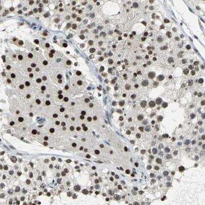 Immunohistochemistry-Paraffin: PLEKHM3 Antibody [NBP1-90600] - Staining of human testis shows strong nuclear positivity in cells of seminiferus ducts and leydig cells.