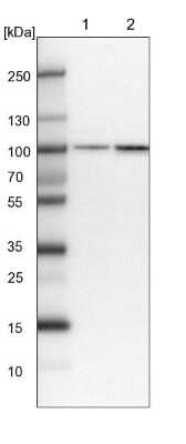 Western Blot: PLEKHM3 Antibody [NBP1-94090] - Lane 1: NIH-3T3 cell lysate (Mouse embryonic fibroblast cells). Lane 2: NBT-II cell lysate (Rat Wistar bladder tumor cells).
