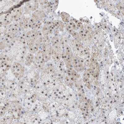Immunohistochemistry-Paraffin: PLEKHN1 Antibody [NBP1-84191] - Staining of human adrenal gland shows moderate nuclear and cytoplasmic positivity in cortical cells.