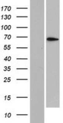 Western Blot: PLEKHN1 Overexpression Lysate (Adult Normal) [NBP2-06071] Left-Empty vector transfected control cell lysate (HEK293 cell lysate); Right -Over-expression Lysate for PLEKHN1.