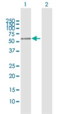 Western Blot: PLEKHO2 Antibody [H00080301-B01P] - Analysis of PLEKHO2 expression in transfected 293T cell line by PLEKHO2 polyclonal antibody.  Lane 1: pp9099 transfected lysate(48.4 KDa). Lane 2: Non-transfected lysate.