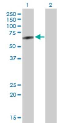 Western Blot PLEKHO2 Antibody - Azide and BSA Free