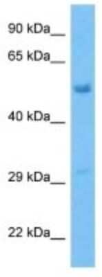 Western Blot: PLEKHO2 Antibody [NBP3-10197] - Western blot analysis of PLEKHO2 in Mouse Brain lysates. Antibody dilution at 1ug/ml