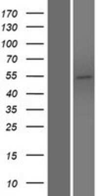 Western Blot PLEKHO2 Overexpression Lysate