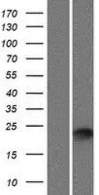 Western Blot PLET-1 Overexpression Lysate