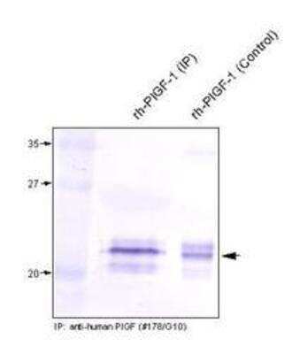 Immunoprecipitation: PLGF Antibody (178/G10) [NB110-96419] - Recombinant human PlGF-1 derived from insect cells was first precipitated using the monoclonal anti-human PlGF. Western analysis was performed using a polyclonal antibody against human PlGF.