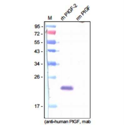 Western Blot: PLGF Antibody (178/G10) [NB110-96419] - Analysis of human and mouse PlGF-2 with a monoclonalantibody directed against human PlGF-2 derived from insect cells. There is nocross reactivity with mouse PlGF.