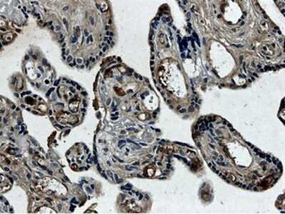 Immunohistochemistry-Paraffin: PLGF Antibody (MM0010-2D93) [NB110-60976] - Formalin fixed and paraffin embedded human placental tissue section is subjected to IHC with anti human PLGF.