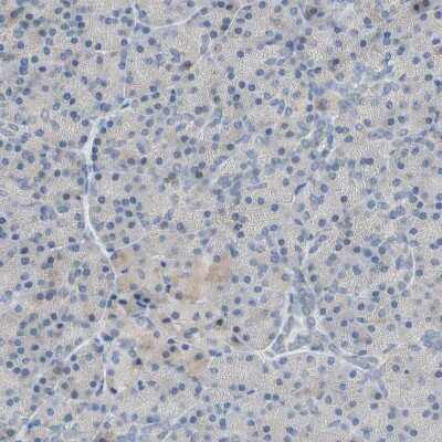 Immunohistochemistry-Paraffin: PLGRKT Antibody [NBP1-89254] - Staining of human pancreas shows low positivity as expected.