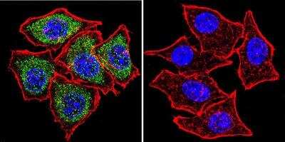 Immunocytochemistry/Immunofluorescence: PLK1 Antibody (13E8) [NB100-74502] - PLK1 staining (green), F-Actin staining with Phalloidin (red) and nuclei with DAPI (blue) in HeLa cells. Cells were grown on chamber slides and fixed with formaldehyde prior to staining. Cells were probed without (control) or with or an antibody recognizing PLK1 at a dilution of 1:20 over night at 4C, washed with PBS and incubated with a DyLight-488 conjugated.