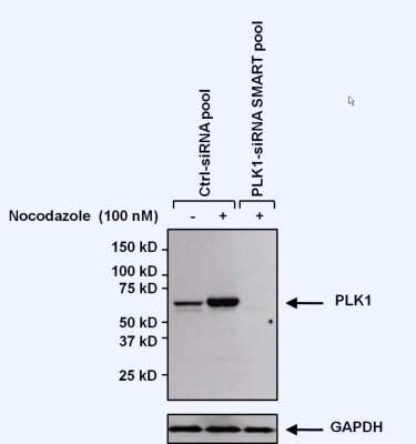 Western Blot: PLK1 Antibody (13E8) [NB100-74502] - Proteins were transferred to a PVDF membrane and blocked with 5% Milk/TBST for at least 1 hour. Membranes were probed with PLK1 mouse monoclonal antibody at a dilution of 1:1000 overnight at 4C on a rocking platform. Membranes were washed in TBS-0.1%Tween 20 and probed with a goat anti-mouse-HRP secondary antibody at a dilution of 1:20,000 for at least one hour. Membranes were washed and chemiluminescent detection performed.