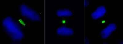 Immunocytochemistry/Immunofluorescence: PLK1 Antibody [NB100-547] - Detection of human PLK1 by immunocytochemistry. Sample: Formaldehyde-fixed asynchronous HeLa cells. Antibody: Affinity purified rabbit anti- PLK1 (NB100-547). Detection: Green fluorescent goat anti-rabbit IgG highly cross-adsorbed Antibody FITC conjugated.