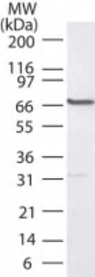 Western Blot: PLK1 Antibody [NB100-56651] - Analysis of HCT-116 lysate using PLK1 antibody at 1:2000.