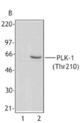 Western Blot: PLK1 [p Thr210] Antibody (2A3) [NBP1-02851] - Extracts from untreated Hela cells (Lane 1) or overnight nocodazole-treated Hela cells (Lane 2) were resolved by electrophoresis, transferred to nitrocellulose and probed with PLK1 [p Thr210] Antibody (2A3) reactive against Thr210-phosphorylated PLK1. Proteins were visualized using an HRP goat anti-mouse secondary and a chemiluminescence detection system.