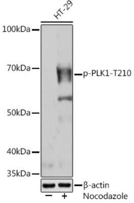 Western Blot: PLK1 [p Thr210] Antibody (8G9X10) [NBP3-16917] - Western blot analysis of extracts of HT-29 cells, using PLK1 (NBP3-16917) at 1:1000 dilution.HT-29 cells were treated by nocodazole (100 ng/mL) at 37C for 16 hours. Secondary antibody: HRP Goat Anti-Rabbit IgG (H+L) at 1:10000 dilution. Lysates/proteins: 25ug per lane. Blocking buffer: 3% BSA. Detection: ECL Enhanced Kit. Exposure time: 3min.