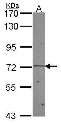 Western Blot PLK2 Antibody - BSA Free