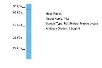 Western Blot PLK2 Antibody - BSA Free