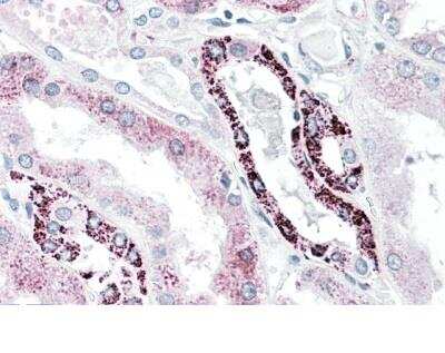 Immunohistochemistry-Paraffin: PLK3 Antibody [NBP2-26197] - Staining of Human Kidney. Steamed antigen retrieval with citrate buffer pH 6, AP-staining.  