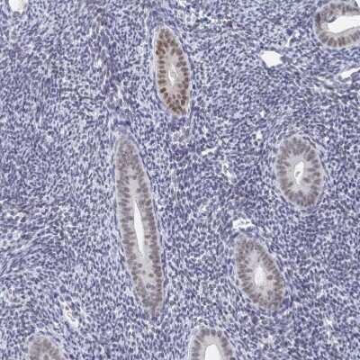 Immunohistochemistry-Paraffin: PLK3 Antibody [NBP2-32530] - Staining of human endometrium shows weak to moderate nuclear positivity in glandular cells.