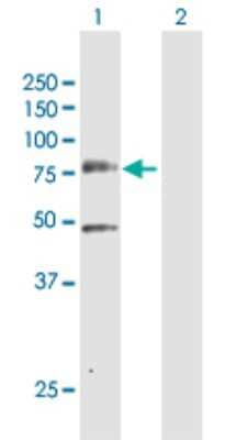 Western Blot: PLK3 Antibody [H00001263-D01P] - Analysis of PLK3 expression in transfected 293T cell line by PLK3 polyclonal antibody.Lane 1: PLK3 transfected lysate(71.60 KDa).Lane 2: Non-transfected lysate.