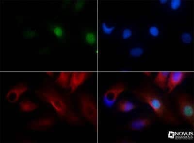 Immunocytochemistry/Immunofluorescence: PLK5 Antibody [NBP1-97306] - PLK5 antibody was tested in HepG2 cells with FITC (green). Nuclei and alpha-tubulin were counterstained with DAPI (blue) and Dylight 550 (red).