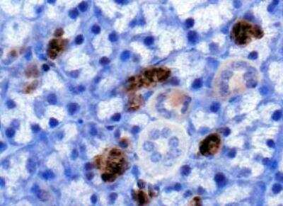 Immunohistochemistry: PLK5 Antibody [NBP1-97306] -  IHC analysis of PLK5 in mouse salivary gland using DAB with hematoxylin counterstain.