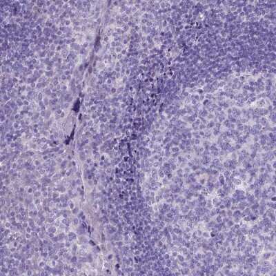 Immunohistochemistry-Paraffin PLK5 Antibody - BSA Free