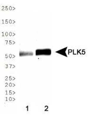 Western Blot PLK5 Antibody - BSA Free