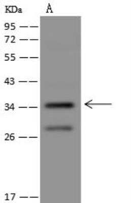 Western Blot PLK5 Antibody - BSA Free