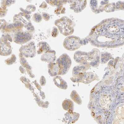 Immunohistochemistry-Paraffin: PLOD3 Antibody [NBP1-81307] - Staining of human placenta shows weak to moderate cytoplasmic positivity in trophoblastic cells.