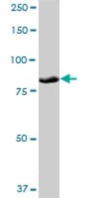 Western Blot: PLOD3 Antibody [H00008985-B01P] - Analysis of PLOD3 expression in HepG2.