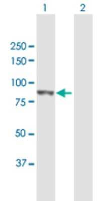 Western Blot: PLOD3 Antibody [H00008985-B01P] - Analysis of PLOD3 expression in transfected 293T cell line by PLOD3 polyclonal antibody.  Lane 1: PLOD3 transfected lysate(81.18 KDa). Lane 2: Non-transfected lysate.